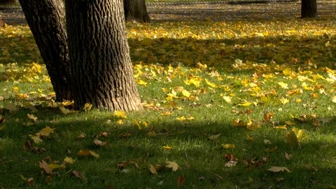 Falling leaves in park Stock Footage 97305157
