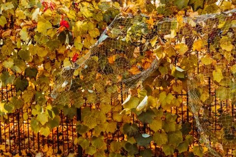 Falling leaves in the park Foto stock