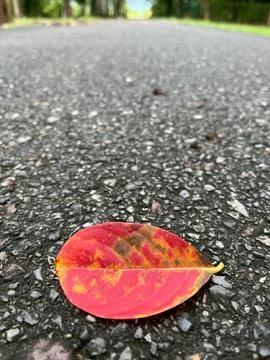 Falling leaves in the park Stock Photos