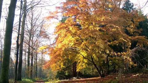 Falling leaves in the park Tervuren. Stock Footage 35285332