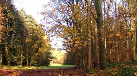 Falling leaves in the park Tervuren. Stock Footage 35286822