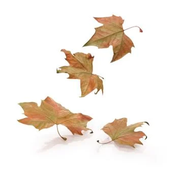 Falling leaves Stock Photos