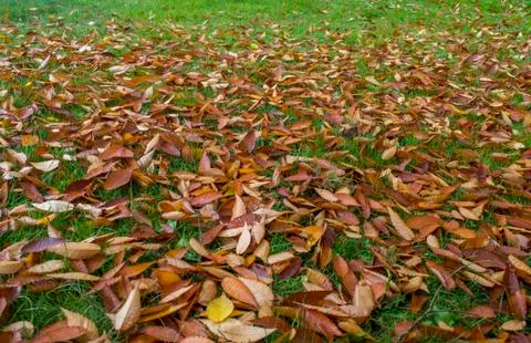 Falling leaves. Stockfoto's
