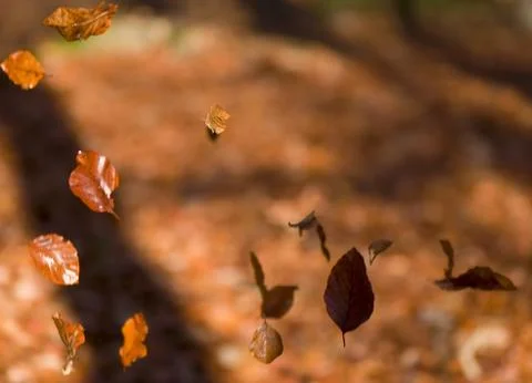 Falling leaves Foto stock