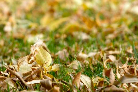 Falling of leaves Stock Photos