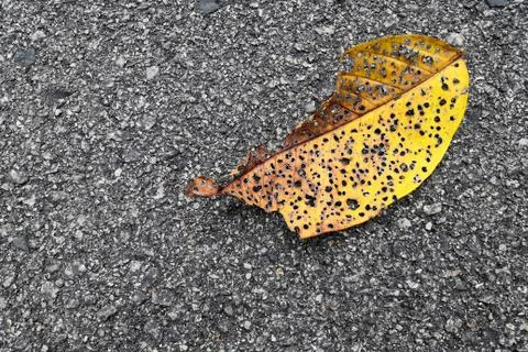 Falling leaves Stock Photos