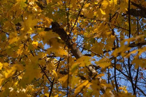 Falling Leaves Stock Photos
