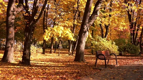 Falling Leaves, Reverse Time Stock Footage 56982077