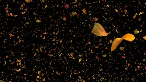 Falling Leaves Side View Black Background - Detailed Autumn Foliage Loop Stock Footage 97729216