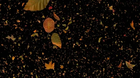 Falling Leaves Side View Black Background - Detailed Autumn Foliage Loop Видео 97729247
