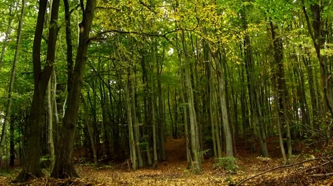 Falling leaves in silent autumn forest Stock Footage 44241730