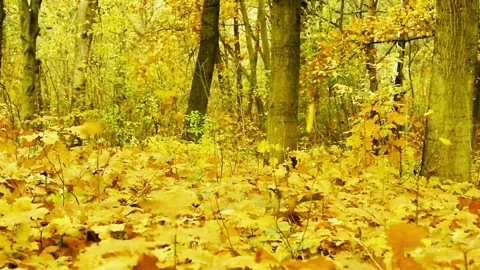 Falling leaves, slow motion Stock Footage 97927093