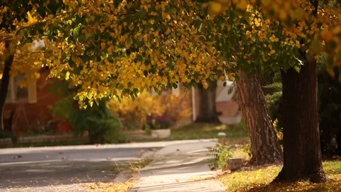 Falling Leaves Slow Motion Stock Footage 100203857