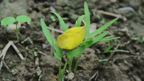 Falling leaves stick to vegetable plants Stock Footage 197645251