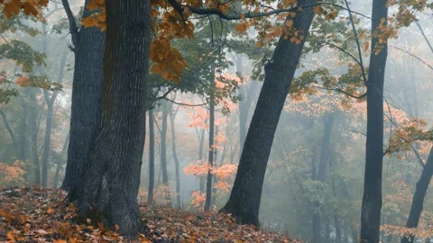 Falling leaves on the strong wind in the beautiful autumn park. Nature relax Stock Footage 253998249