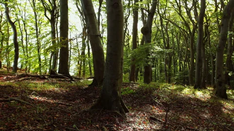 Falling Leaves In A Sunny Forest Video stock 37605440