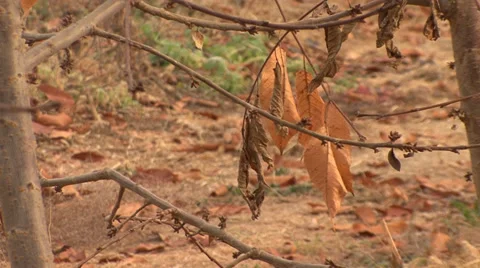 Falling leaves on the sweet cherry tree Stock Footage 36112607