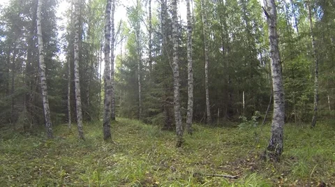 Falling leaves in temperate forest Stock Footage 41006531