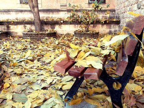 Falling leaves from the tree on the chair in autumn Stock Photos
