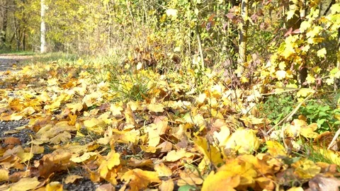 Falling leaves, tree Video stock 120347475