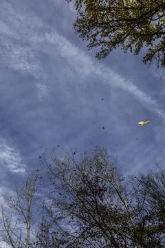 Falling leaves from a tree near the forest Stock Photos