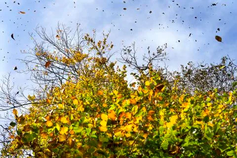 Falling leaves from a tree before winter Stock Photos