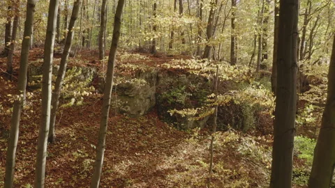 Falling Leaves from trees in autumn deciduous forest, sunny day Video stock 220449936