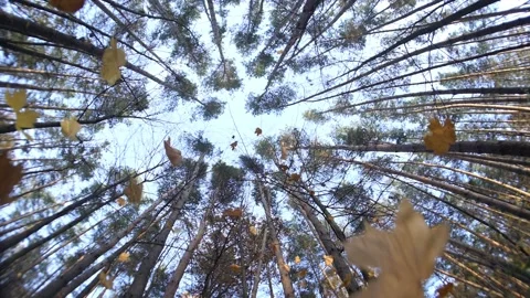 Falling Leaves From Trees Stock Footage 161425637