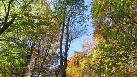 Falling leaves from trees in a forest in autumn Stock Footage 133771253