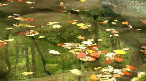 Falling Leaves in the water Stock Footage 526259