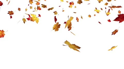 Falling leaves on white background, 4k Stock Footage 61285771