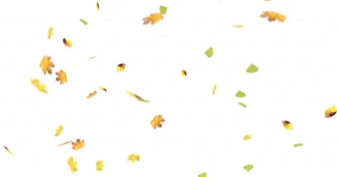 Falling leaves on white screen-4K Stock-Footage 56204601