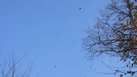 Falling leaves from the wind in the forest against a blue sky Stock Footage 121688952