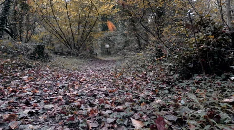 Falling leaves in the Woods. Video stock 56474514