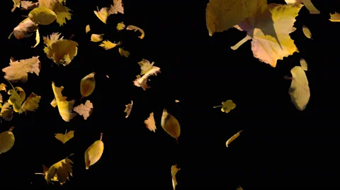 Falling from left autumn yellow leaves, transition with alpha Stock Footage