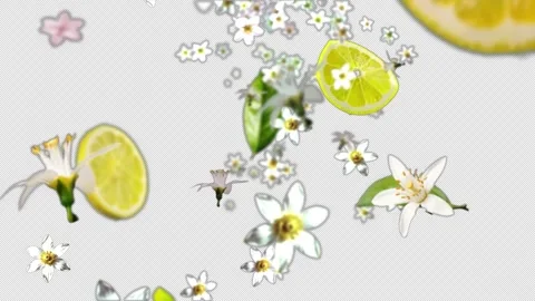 Falling Lime Slices &amp; Lemon Flowers Stockbeeldmateriaal 333302218