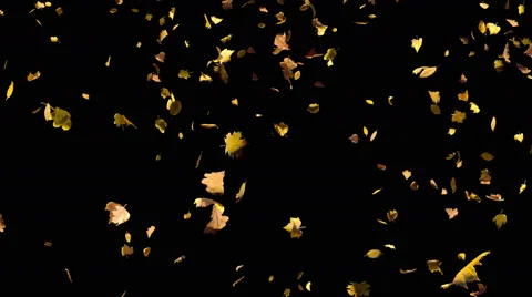 Falling looped autumn yellow leaves from top in slow motion, closeup Stock Footage