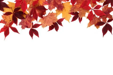 Falling Maple Leaf Background Border Autumn Composition Stock Photos