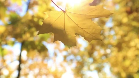 Falling maple leaf. Golden autumn. Stock Footage 80990326