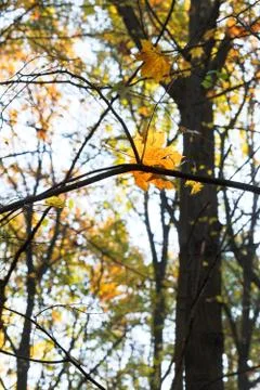 Falling maple leaf on twig in autumn Stock Photos