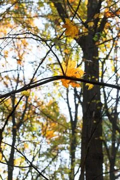 Falling maple leaf on twig in autumn falling maple leaf on twig in autumn ... Stock Photos