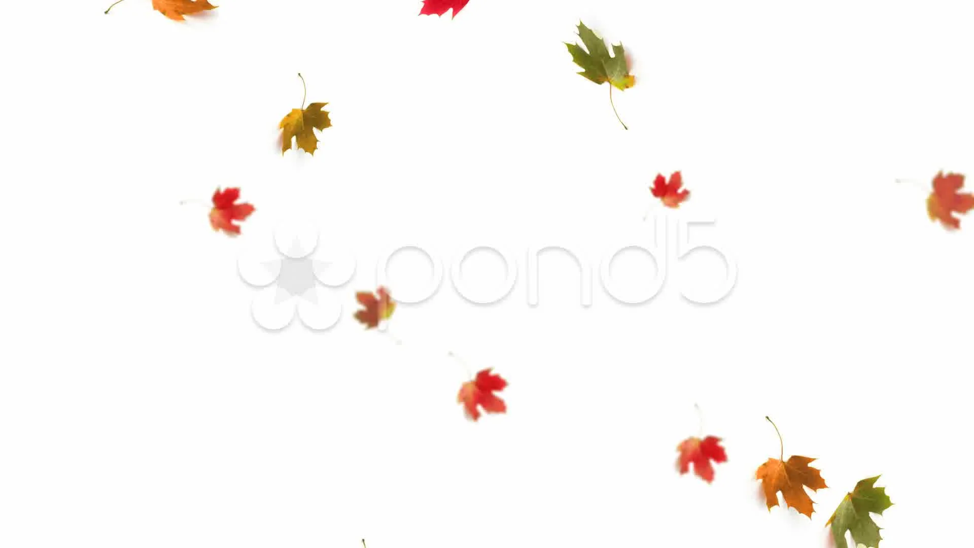 Maple Leaf Fall Animated GIF 600x600 by DP Animation Maker