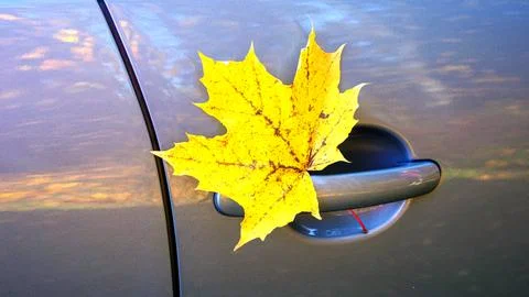 Falling maple leaves are stuck in the door handle of the car. Photos