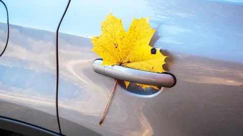 Falling maple leaves are stuck in the door handle of the car. Photos