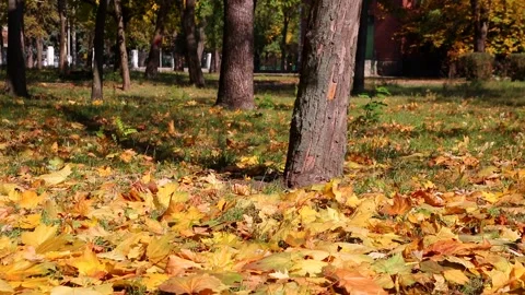 Falling of maple leaves in a city park at autumn Stock Footage 138083472