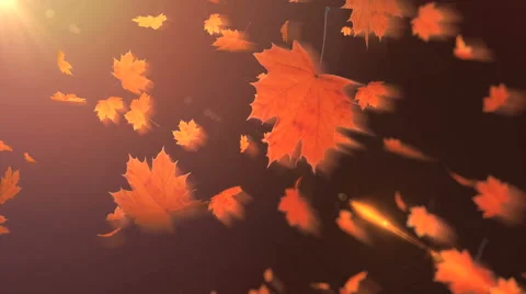 Falling maple leaves Stock Footage 41220246