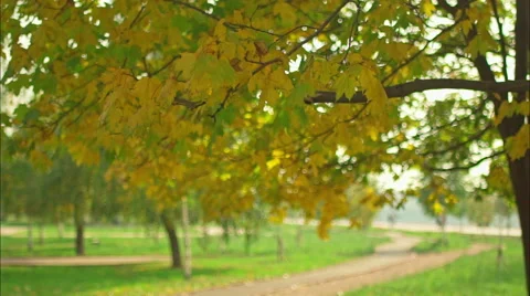Falling maple leaves Stock-Footage 56824433