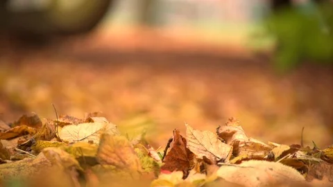 Falling Maple Leaves Stock Footage 98979379
