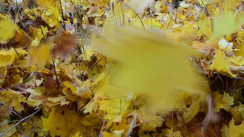 Falling maple leaves Stock Footage 117295287