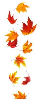 Falling maple leaves Stock Photos